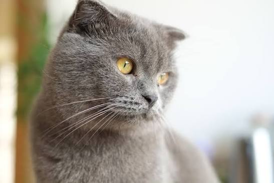 Kat